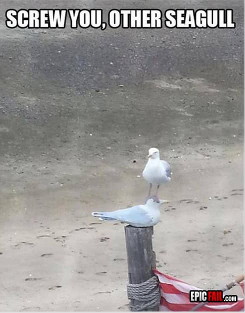Clip: seagull Fail