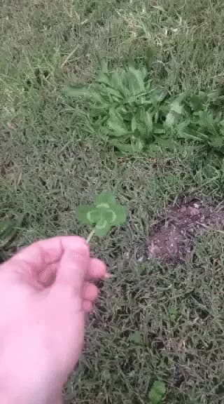 THE LUCK OF A 4-LEAF CLOVER — fail moment