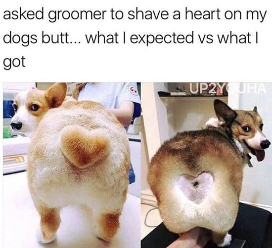 YOU SURE IT WAS A GROOMER? — before-and-after transformation