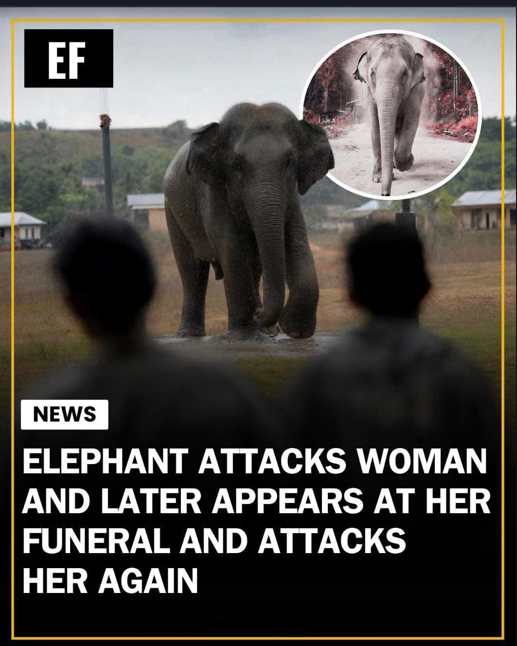 Elephant attacks woman and later appears at her funeral and attacks her again — fail moment