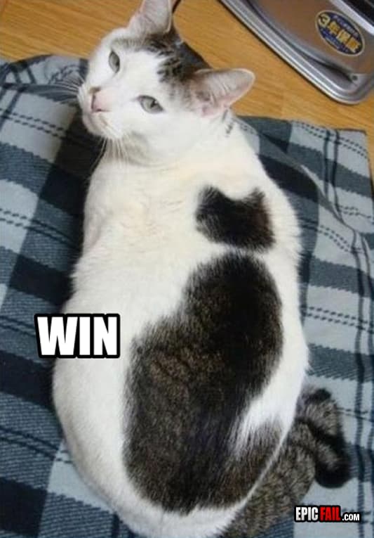 Moment: cat Win