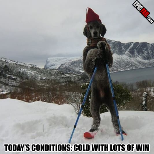 Moment: dog Win