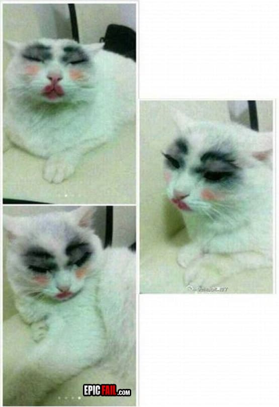 Caught on camera: cat Makeup FAIL
