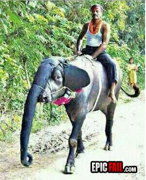 Scene: elephant FAIL