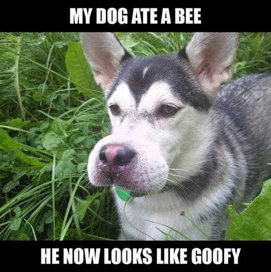 Watch: dog FAIL