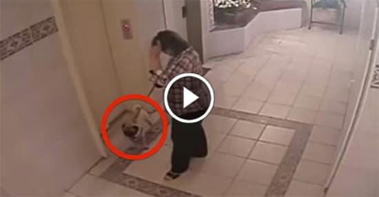 Watch: this Is The Closest Call EVER (Dog Owner FAIL)