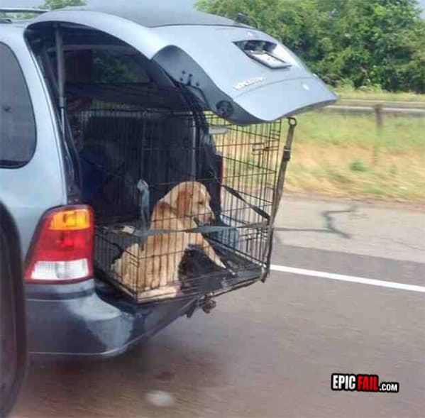 Watch: dog Owner FAIL