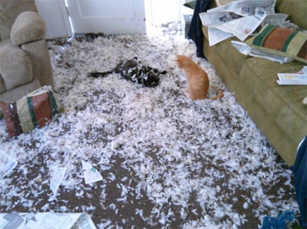 Watch: leaving Cats Home Alone FAIL