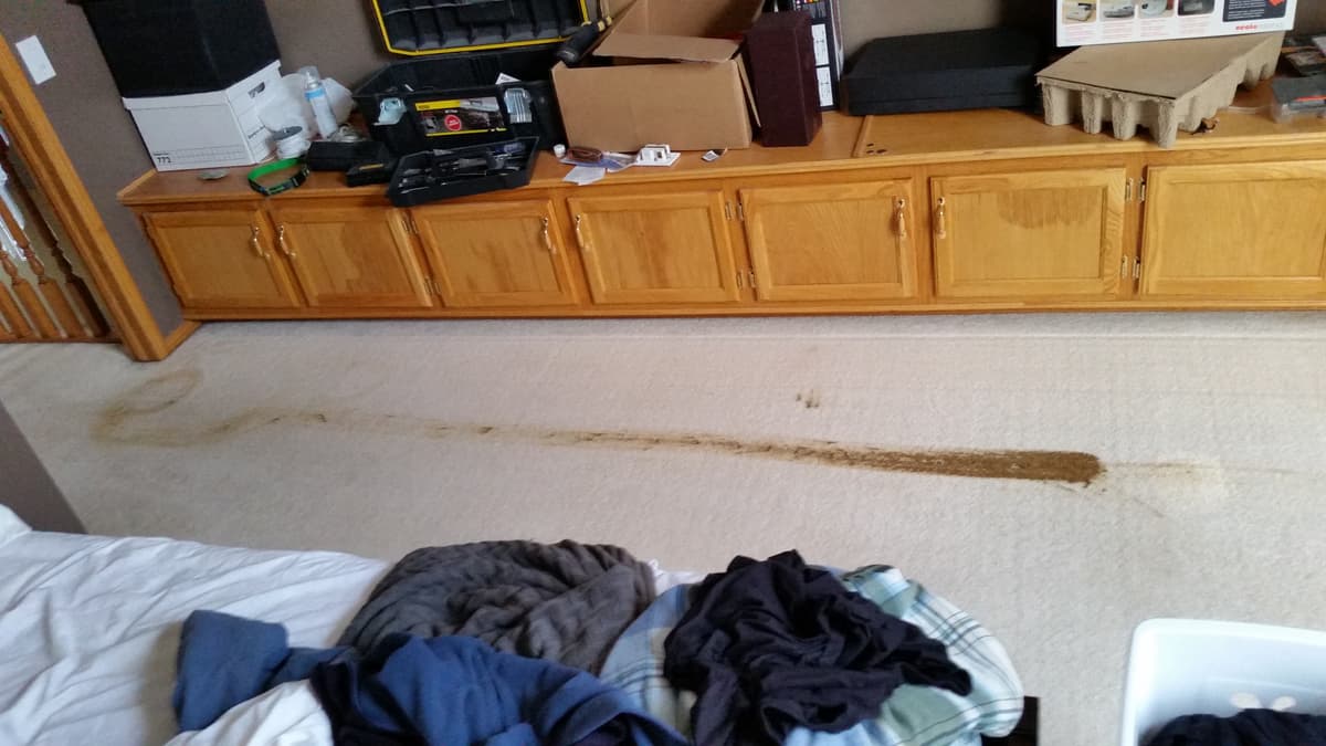Roomba + Dog — fail moment