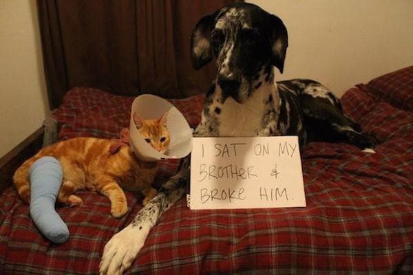Dog Shaming at it's Finest — fail moment