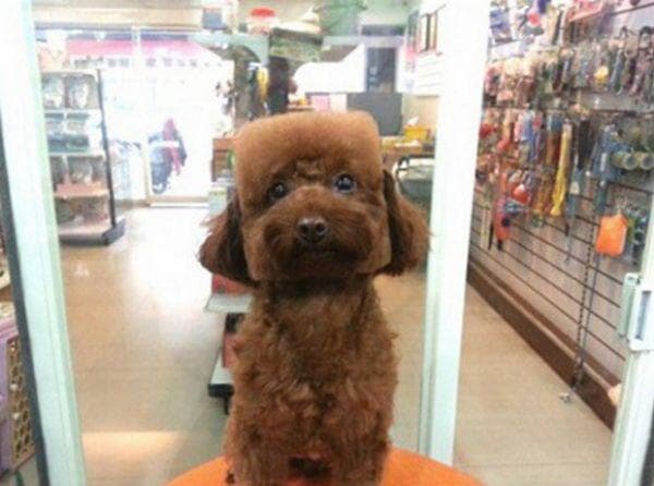 This is the New Dog Trend in Japan — fail moment