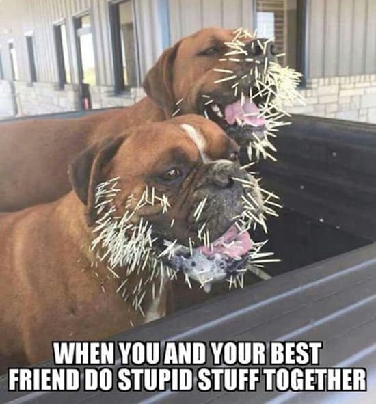 Boxer and Butthead — fail moment
