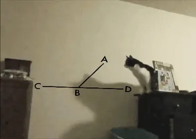 Watch: cat Calculates The Angle of His Failure