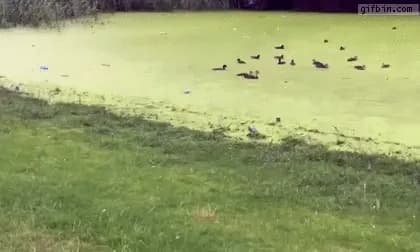 Dog vs. Pond — fail moment