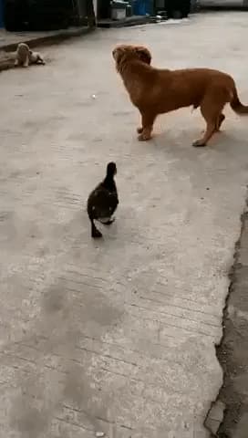 DUCK, DUCK... DICK! — fail moment