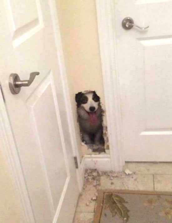 HEEEEEEEEERE'S A GOOD BOY! — fail moment