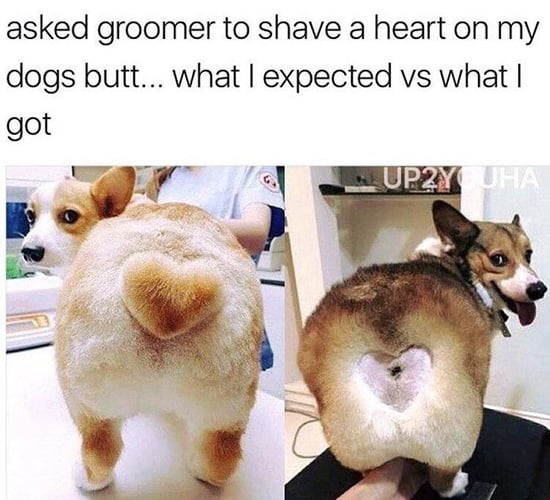 YOU SURE IT WAS A GROOMER? — before-and-after transformation