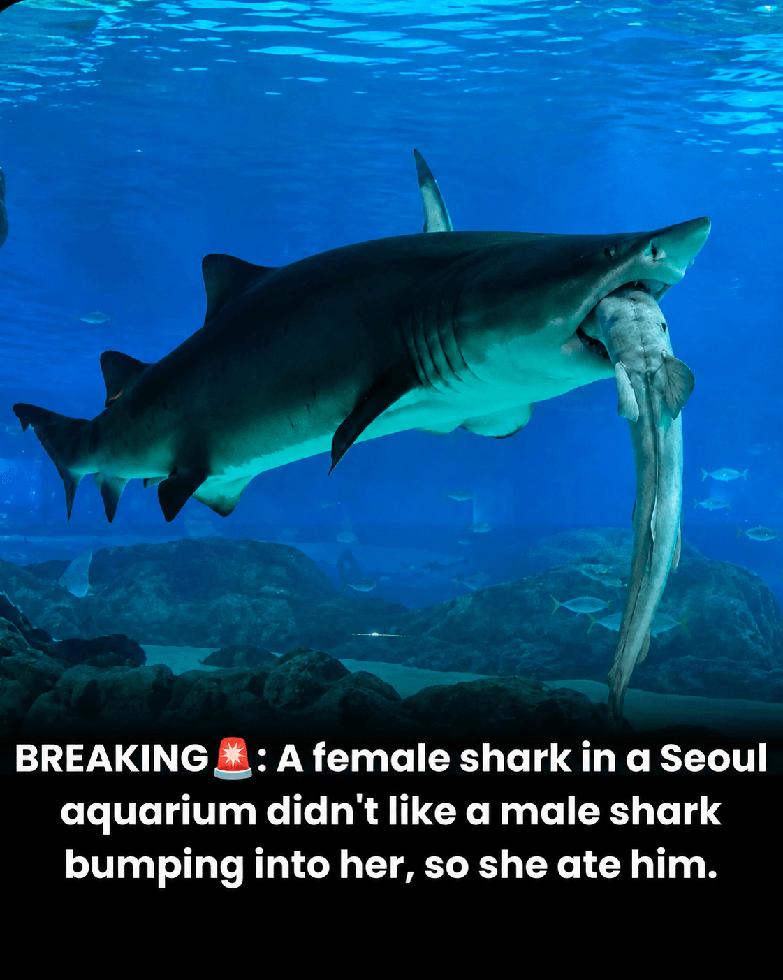 Female Shark Eats Male Shark After He Bumps Into Her at Aquarium — WTF moment