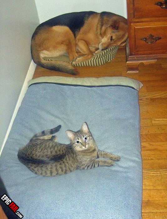 Moment: dog Fail / Cat Win