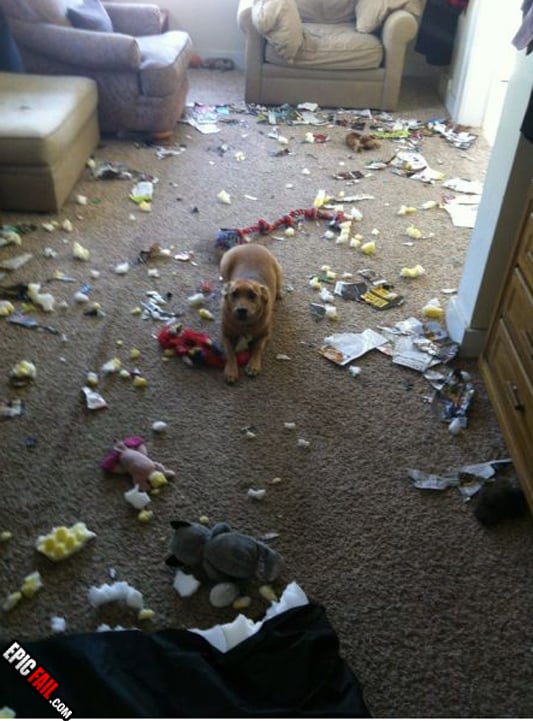 Scene: dog Fail