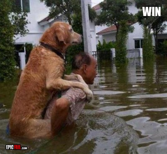 Scene: dog Rescue Win