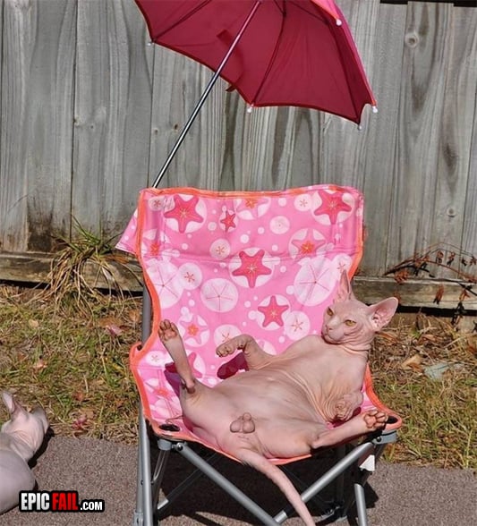 Caught on camera: wTF Cat Fail