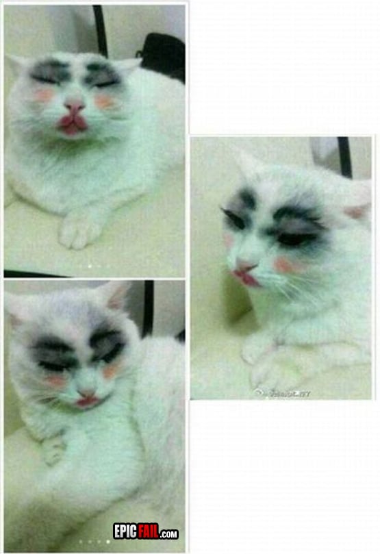 Caught on camera: cat Makeup FAIL