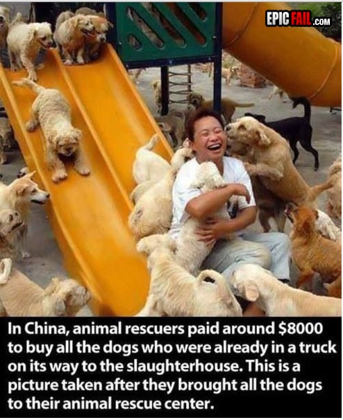 Scene: dog Lovers WIN
