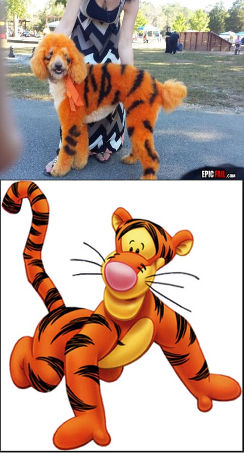 Caught on camera: tigger Dog WIN