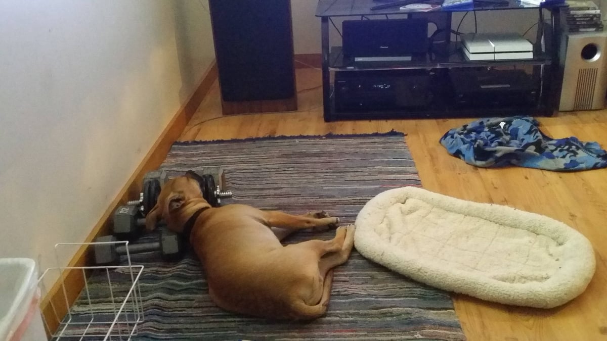 He's Not the Brightest Dog — fail moment