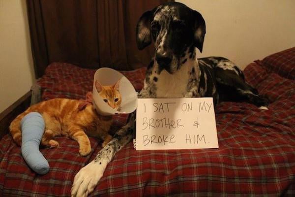 Dog Shaming at it's Finest — fail moment