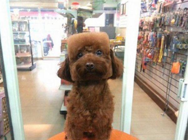 This is the New Dog Trend in Japan — fail moment