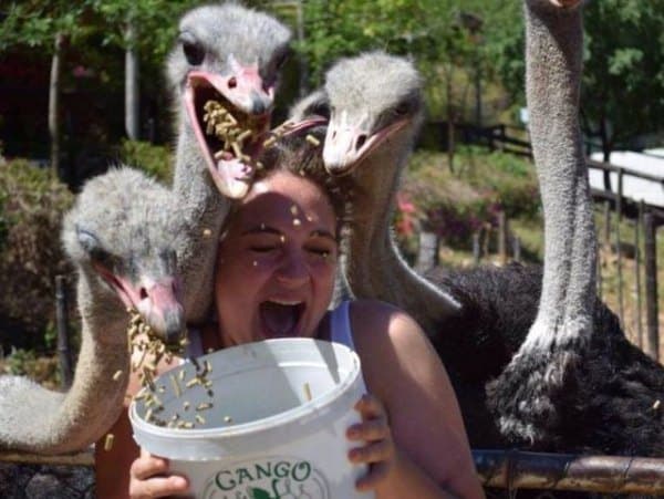 Ostrich food attack at the zoo — fail moment