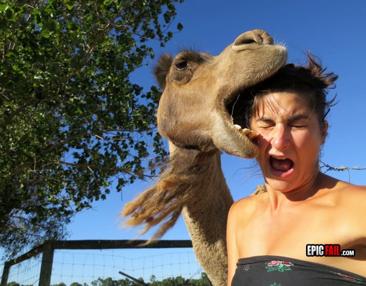 Watch: photo Fail Camel Bite Face