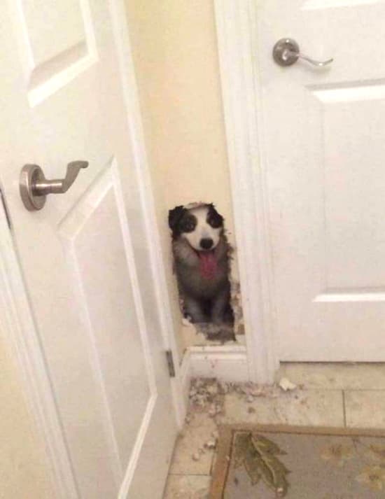 HEEEEEEEEERE'S A GOOD BOY! β fail moment
