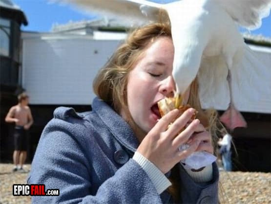 Caught on camera: about To Fail Seagull Steal Food