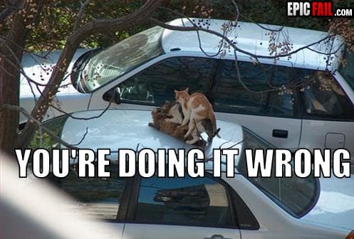Clip: cat Orgy Fail