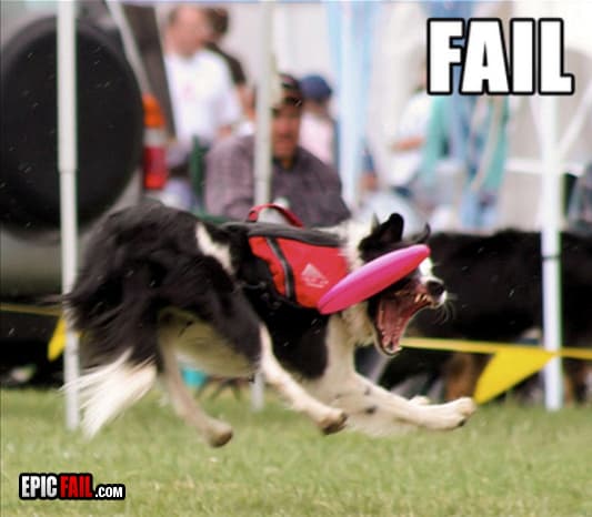 Caught on camera: dog Fail