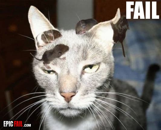 Moment: cat Fail