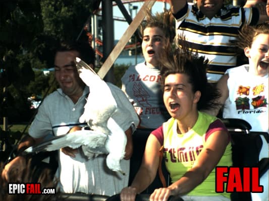 Moment: bird Fail