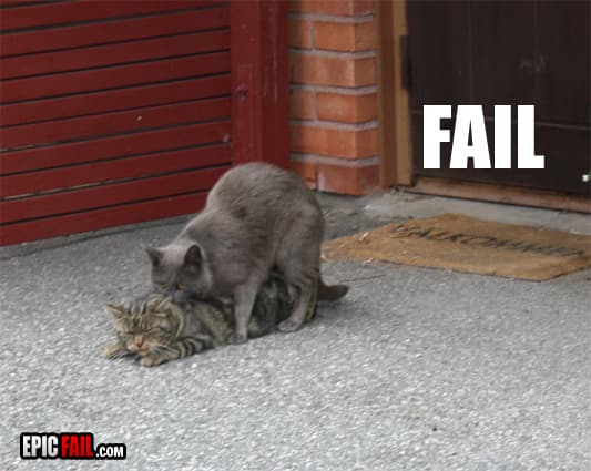 Caught on camera: cat Attention Fail
