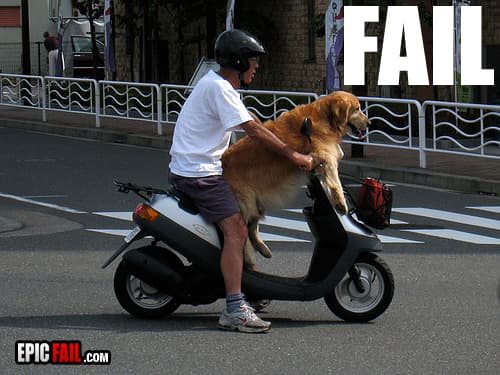 Watch: dog Transportation Fail