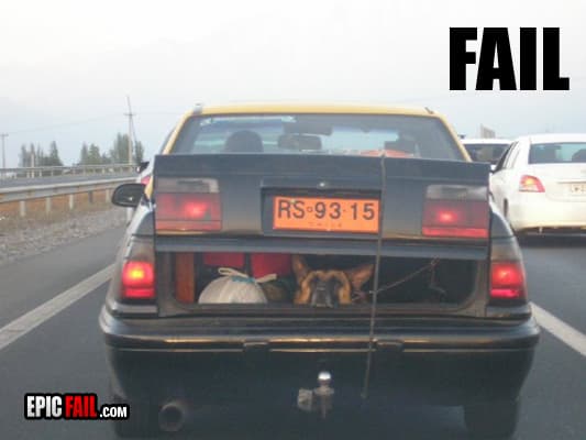 Clip: dog Transportation Fail