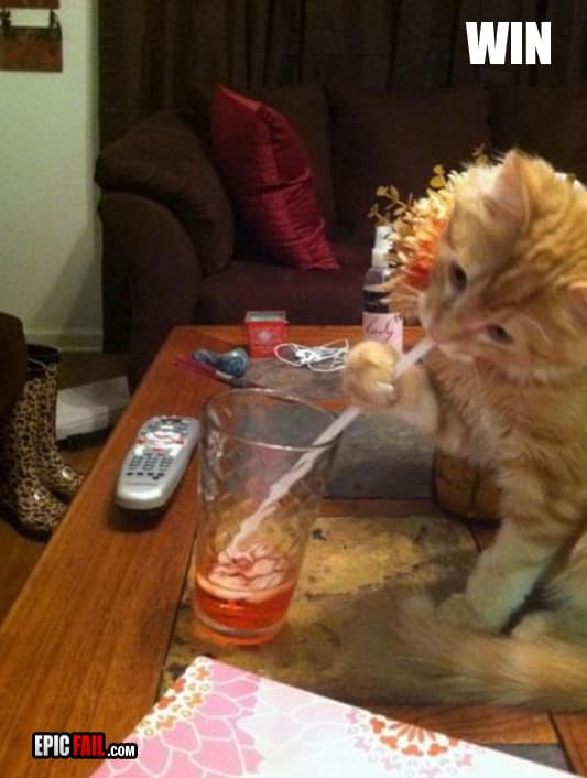 Scene: cat Win