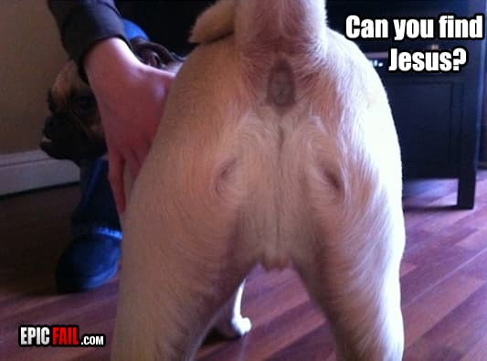 Moment: epic Dog Win