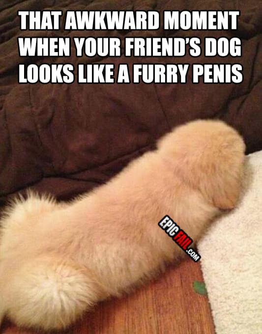 Moment: dog Fail
