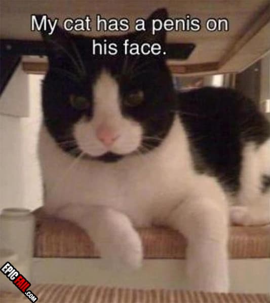 Moment: cat Fail