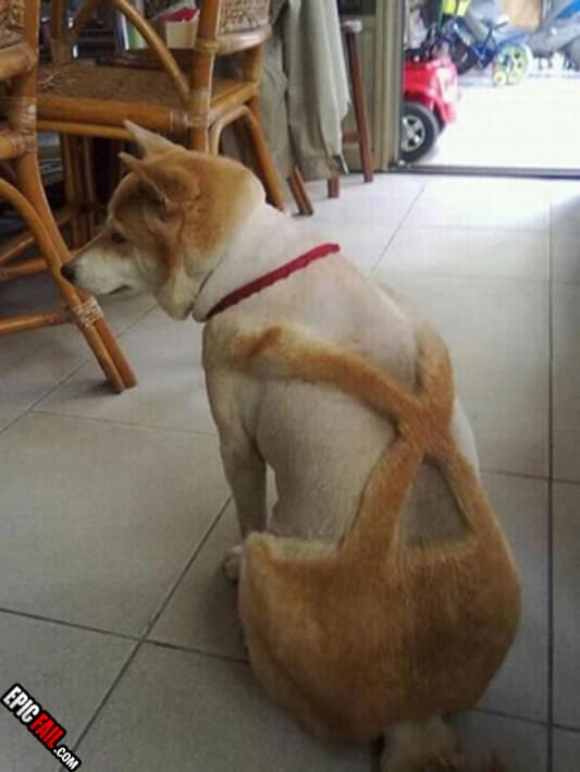 Clip: dog Grooming Fail