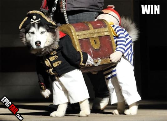 Caught on camera: dog Costume Win