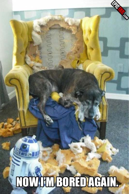 Watch: dog Fail